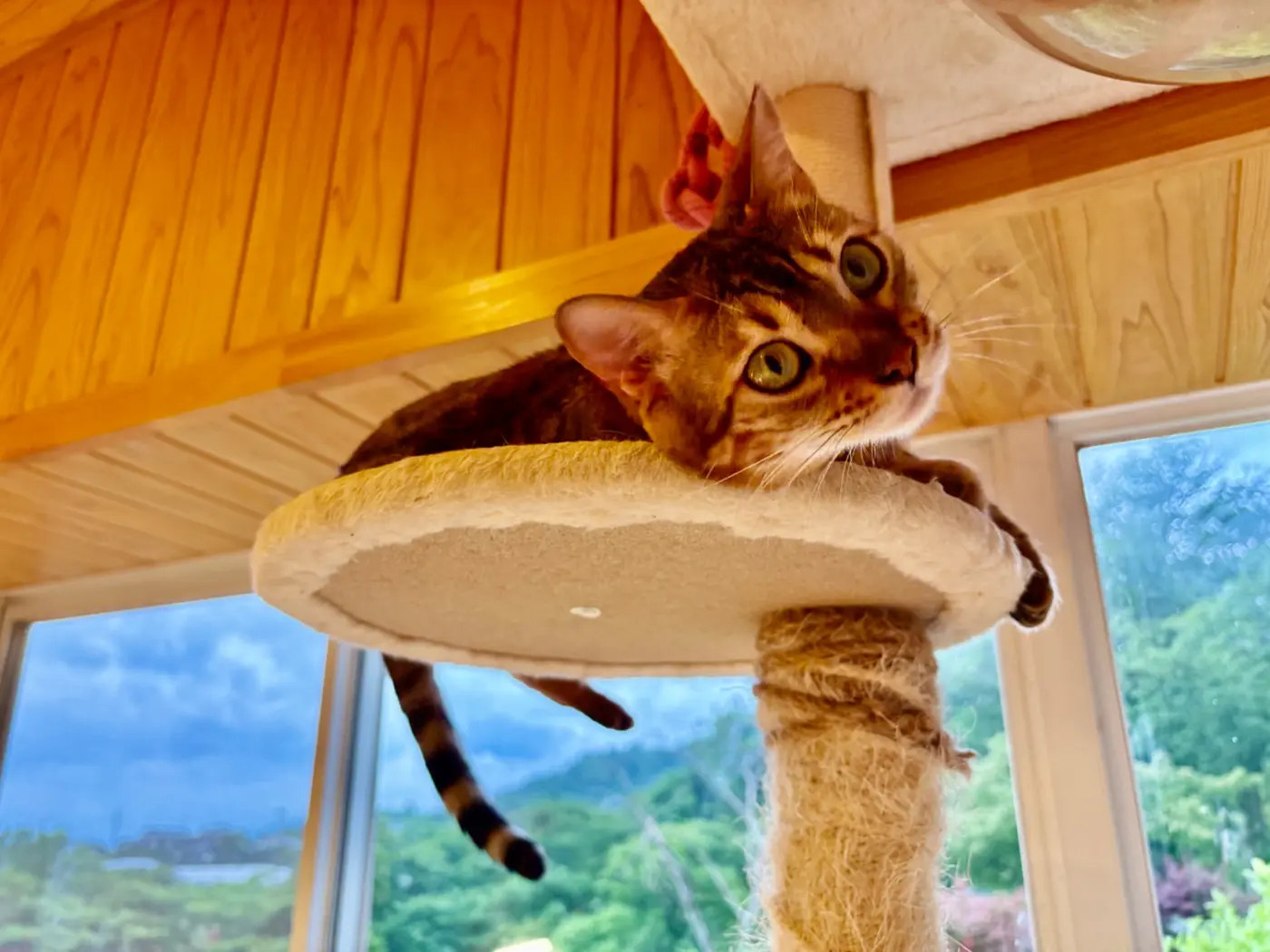 猫ルームのキャットタワーでくつろぐ2匹の猫
