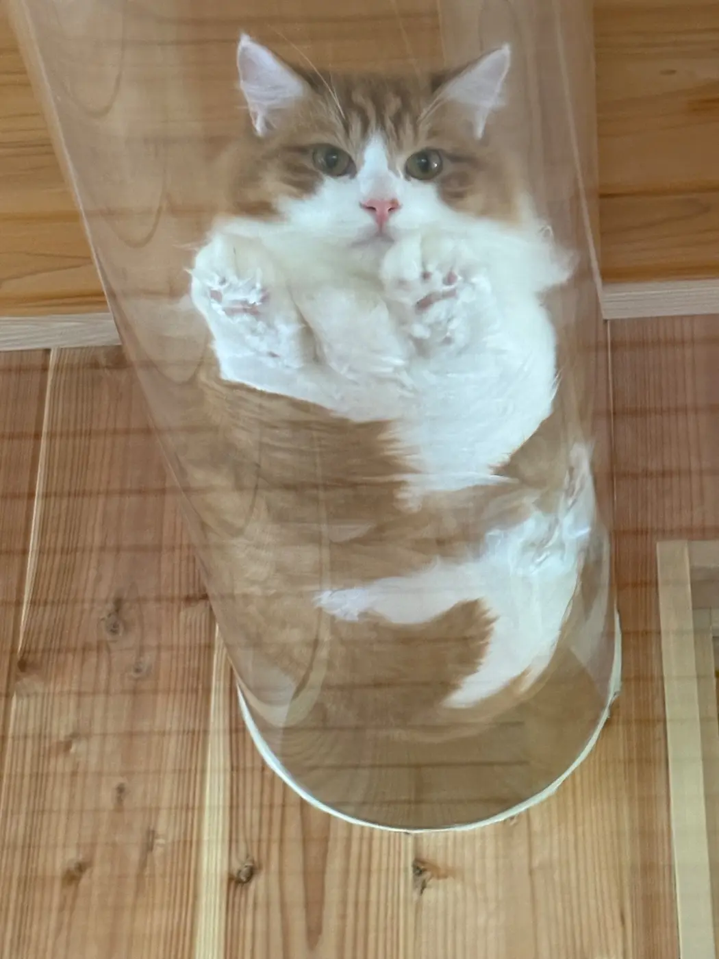 透明な猫トンネルでくつろぐ猫
